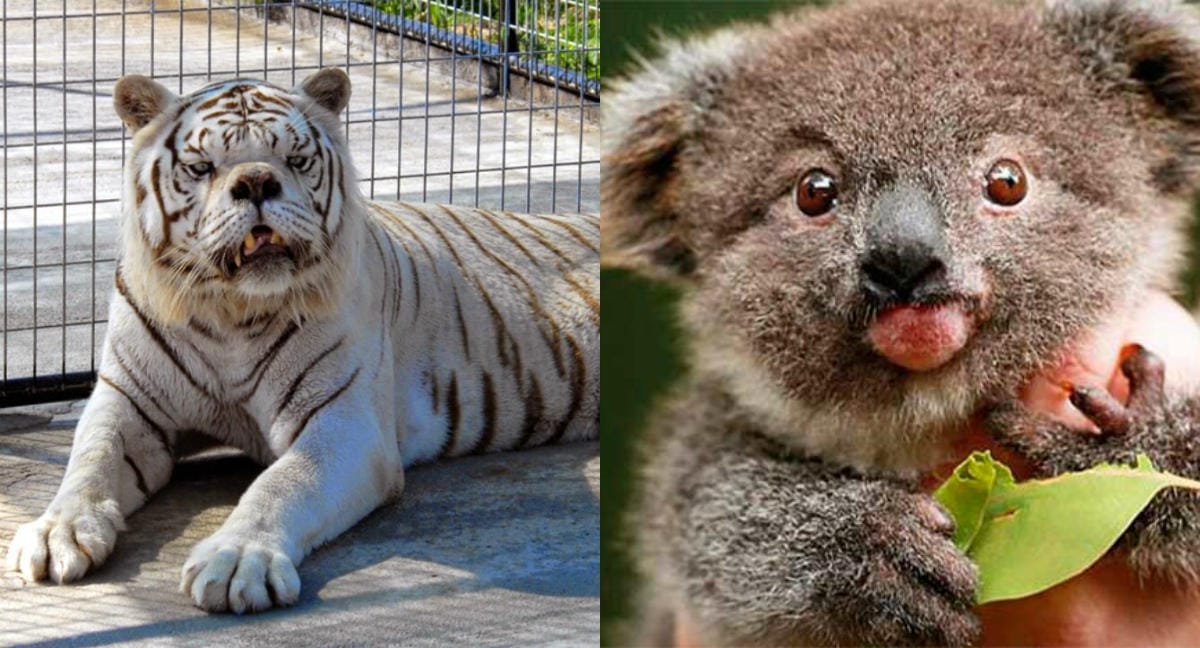 Mesmerizing Creatures Badly Affected with Down's Syndrome