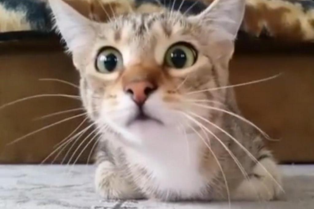Million Dollar Expression On the Face of a Kitten Watching a Horror Movie