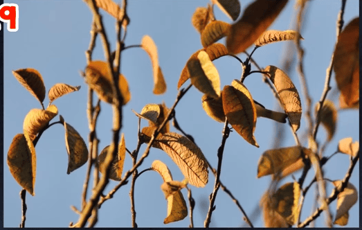 Nobody Can See All The Hidden Animals. Try It Out