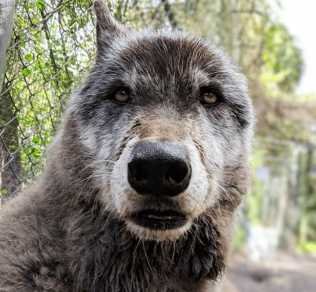 Owner Dumped Wolf-dog At A Shelter, The Sanctuary Gave Him A New Life