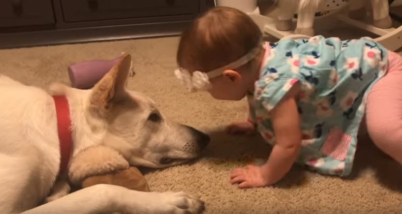 Parents Taped Their Baby And Dog Which Goes Viral