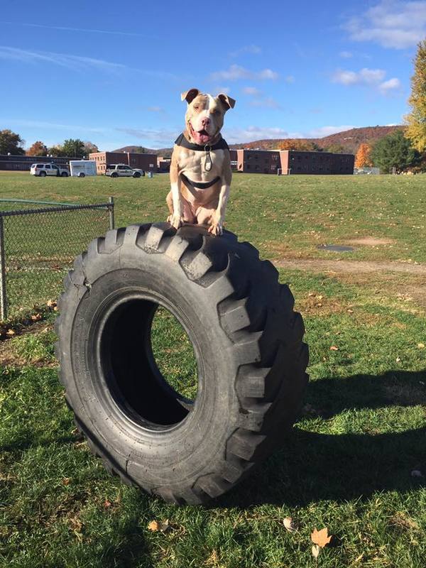 Pitbull Howls For Help- Policeman Comes To Her Rescue.
