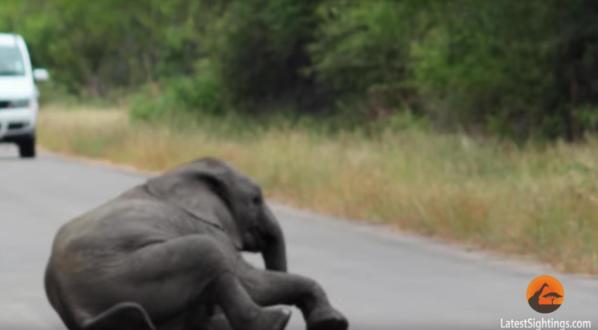 Poor Baby Elephant Collapses Right In The Middle Of The Road, Then Her Herd Did This!
