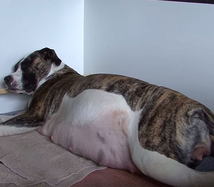 Pregnant Dog Diva Is Pregnant...Very Pregnant. And Has Quite The Surprise For Her Owners!