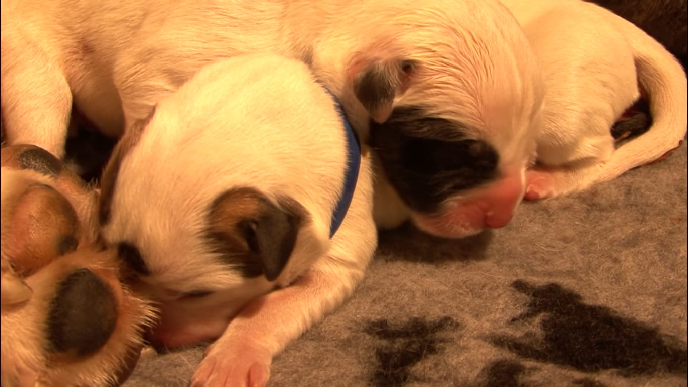 Pregnant Staffordshire Dog Gives Birth To 13 Pups! Amazing!