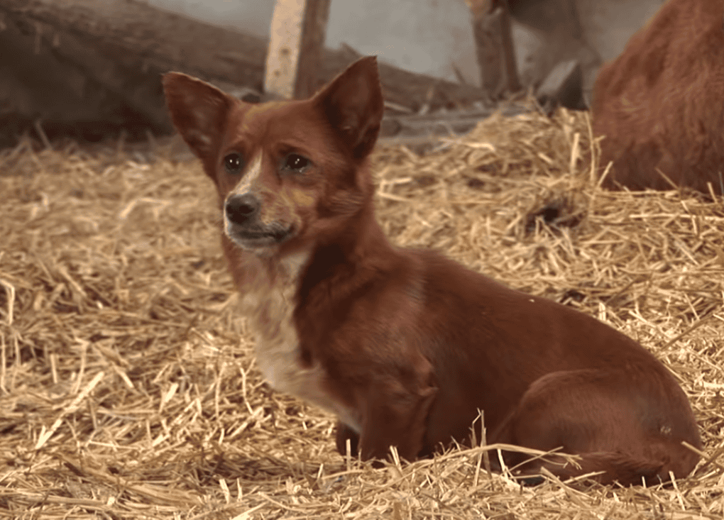 Puppy Is Separated From Mother Cow, Their Reunion Is Sentimental