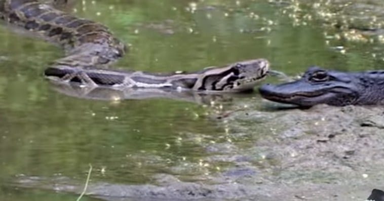 Python Eats Crocodile By Swallowing It Whole! Don't Believe It? Here Is The Evidence!