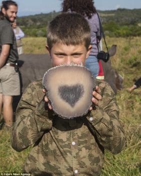Rhino’s Horn Was Removed To Protect It from Poachers. Vets Make A Remarkable Discovery