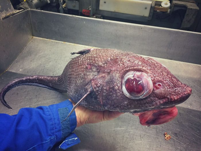 Russian Fisherman Share The Scariest Fish He's Ever Reeled In