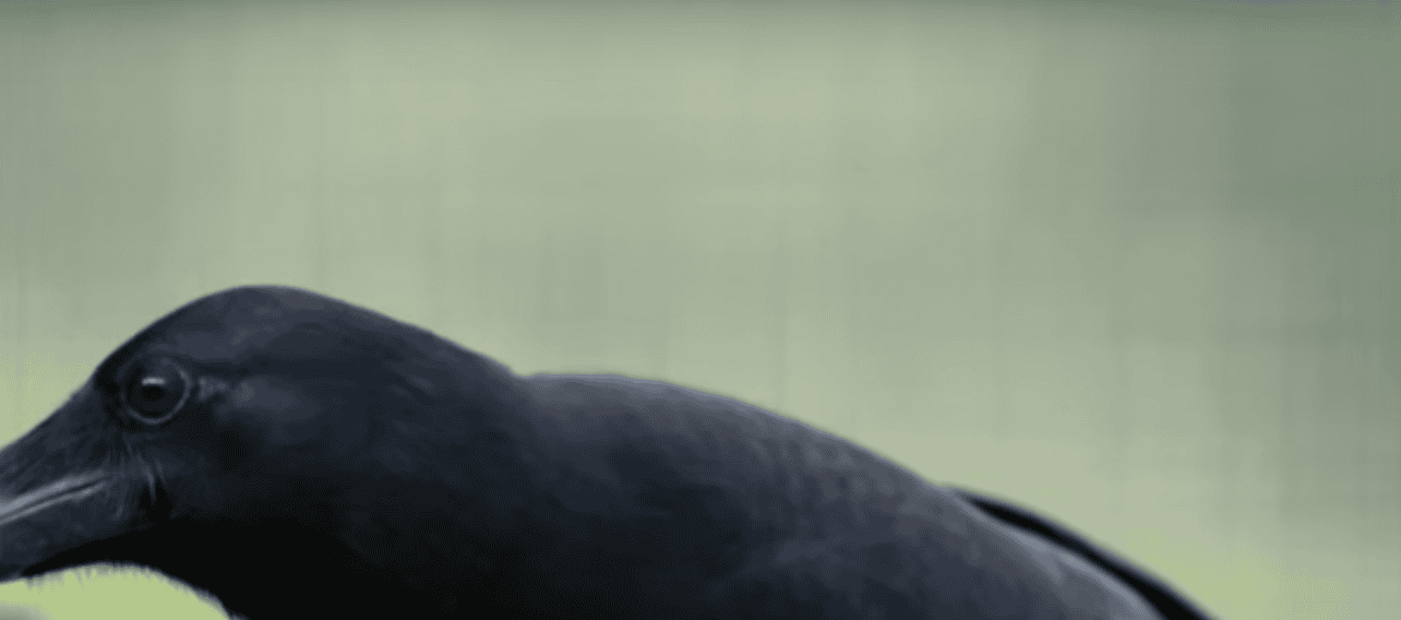 THIS Is How a Crow Proves His Sense of Intelligence
