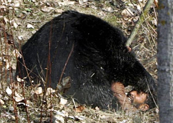 See The Brutal Side Of Nature In These Pics Where Humans Are Being Attacked By Animals
