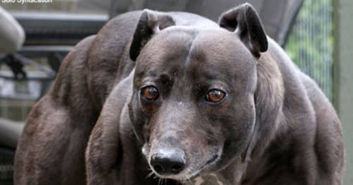See The World's Strongest Dog, Wendy, In Action Here