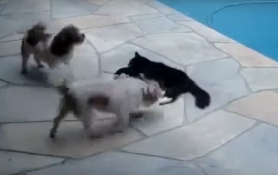 See What This Hilarious Argument Between This Cat  The Dogs