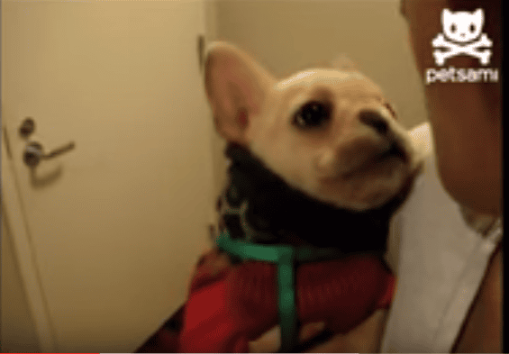 She Tells Her Dog, 'I Love You'. How He Responds? I Wasn't Prepared For This