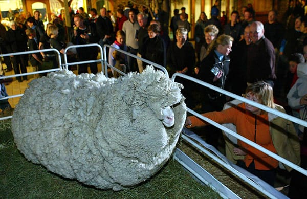 Sheep Ran Away To Avoid Getting Shaved And The Results Are Incredible!