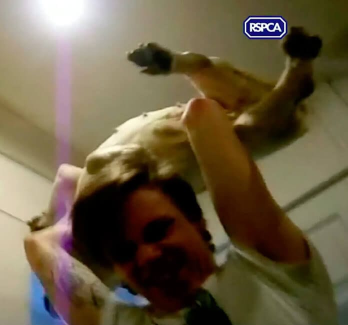 Soft Sentences For Awful Brothers Who Headbutted Dog And Threw It Down The Stairs Sparks Outrage