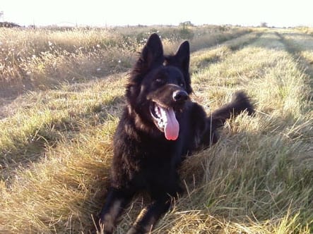 Story Of An Abandoned Dog Recently Went Viral Breaking Millions Of Hearts.