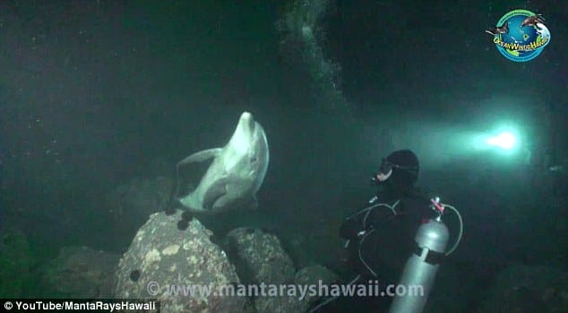 Stricken Dolphin Asked Hawaii Driver For Help!
