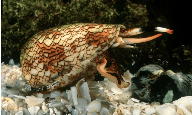 Ten Dangerous Animals That You Can Meet In Australia