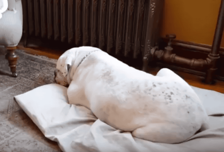 The Cat Tries To Wake Up His Friend But Eventually She Gives Up...