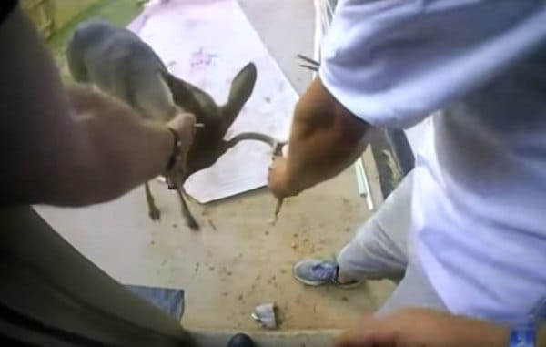 Meet The Fun Loving Deer, 'Uncle Buck'