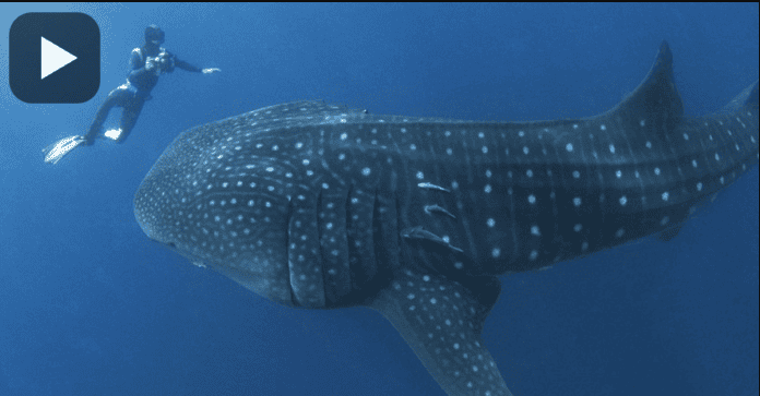 The Most Incredible Underwater Footage With A Giant Whale Shark, See How It Got Rescued?