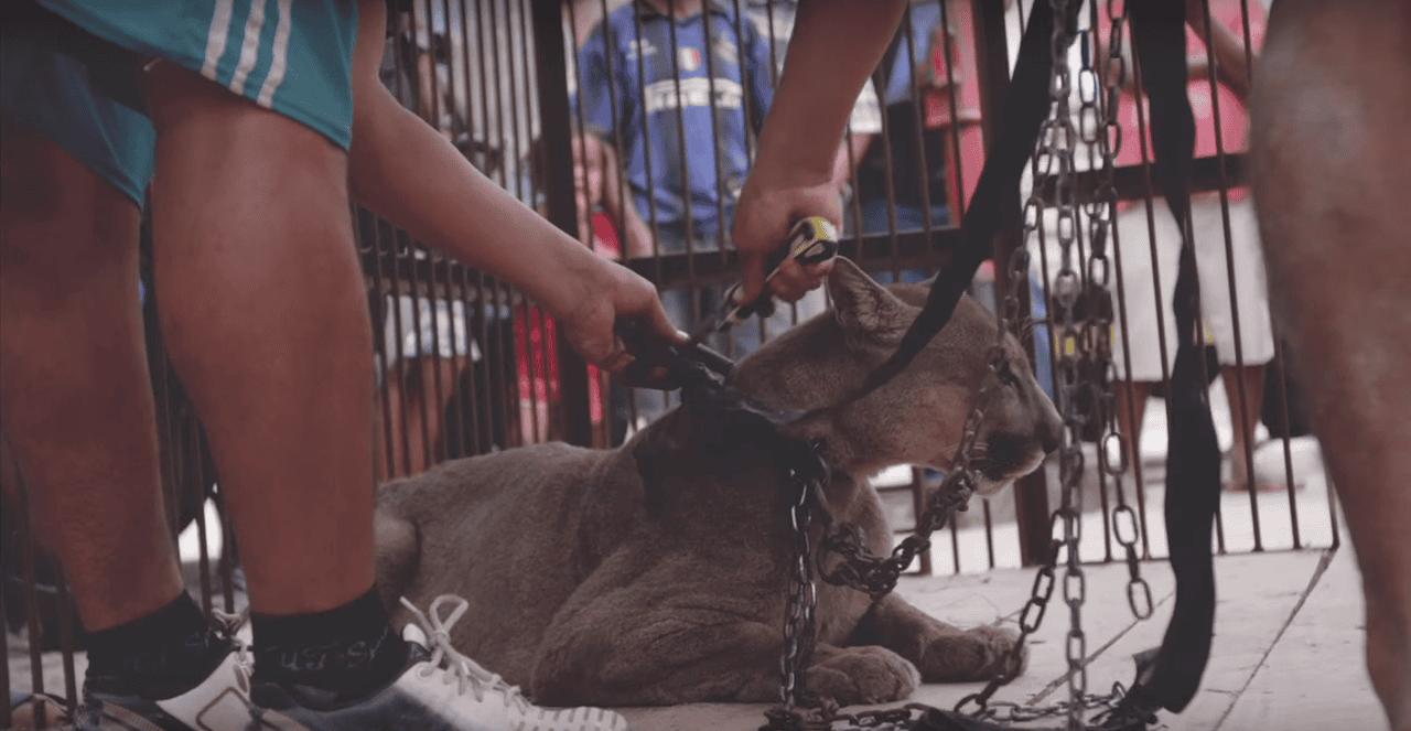 The Priceless Reaction - Mountain Lion Finally Freed After 20 Years Of Captivity