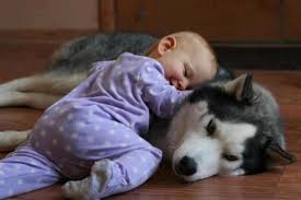 The Tiny White Dog Heard The Poor Baby Cry And Did This To Make The Baby Happy! So Cute!