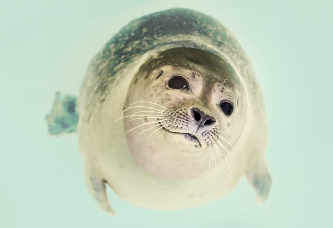 The Top 10 Cute Animals That Can Actually Kill You