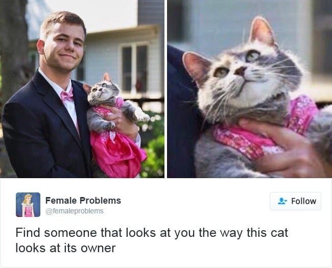These 10 Witty Acts By Cats On The Internet Will Make You Droll.