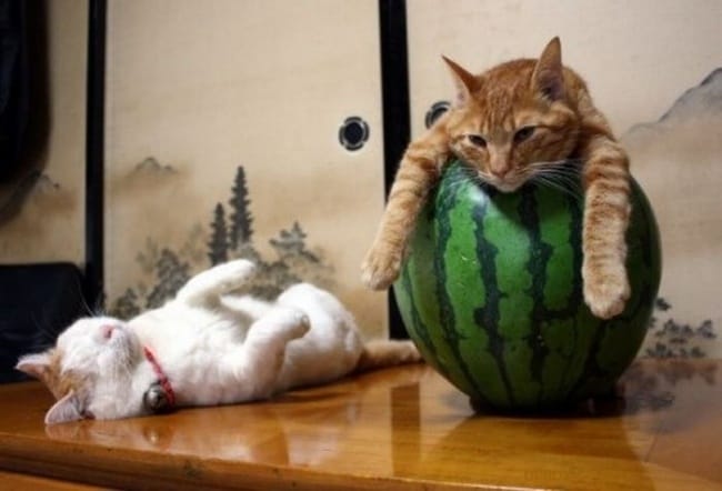 These 14 Pictures Of Wonderfully Lazy Cats Who Have Achieved Total Relaxation Will Leave You Amazed!!