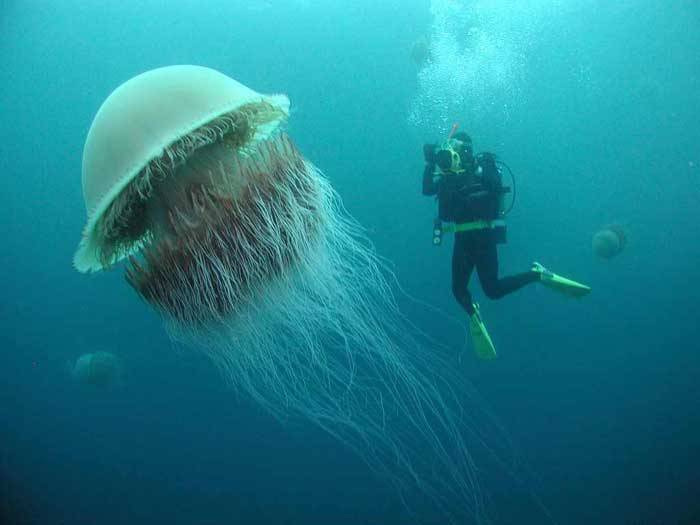 These Images Will Confirm Whether You Have Fear Of Sea Or No