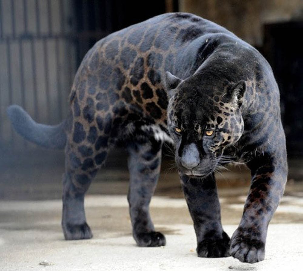These Incredibly Rare Black Animals Actually Exist! Amazing!