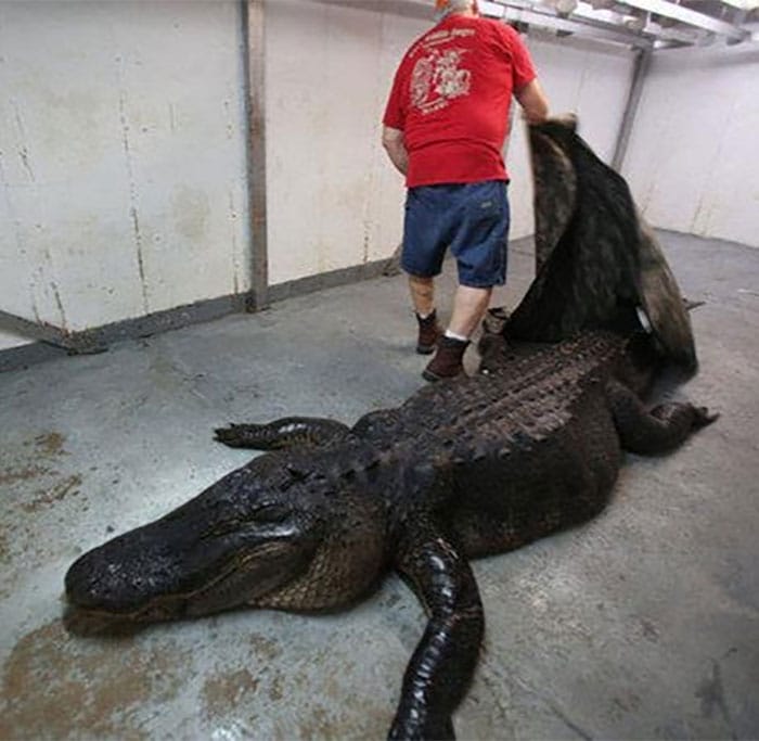 They Caught The World's Biggest Alligator, And What They Found Inside It Is Crazy