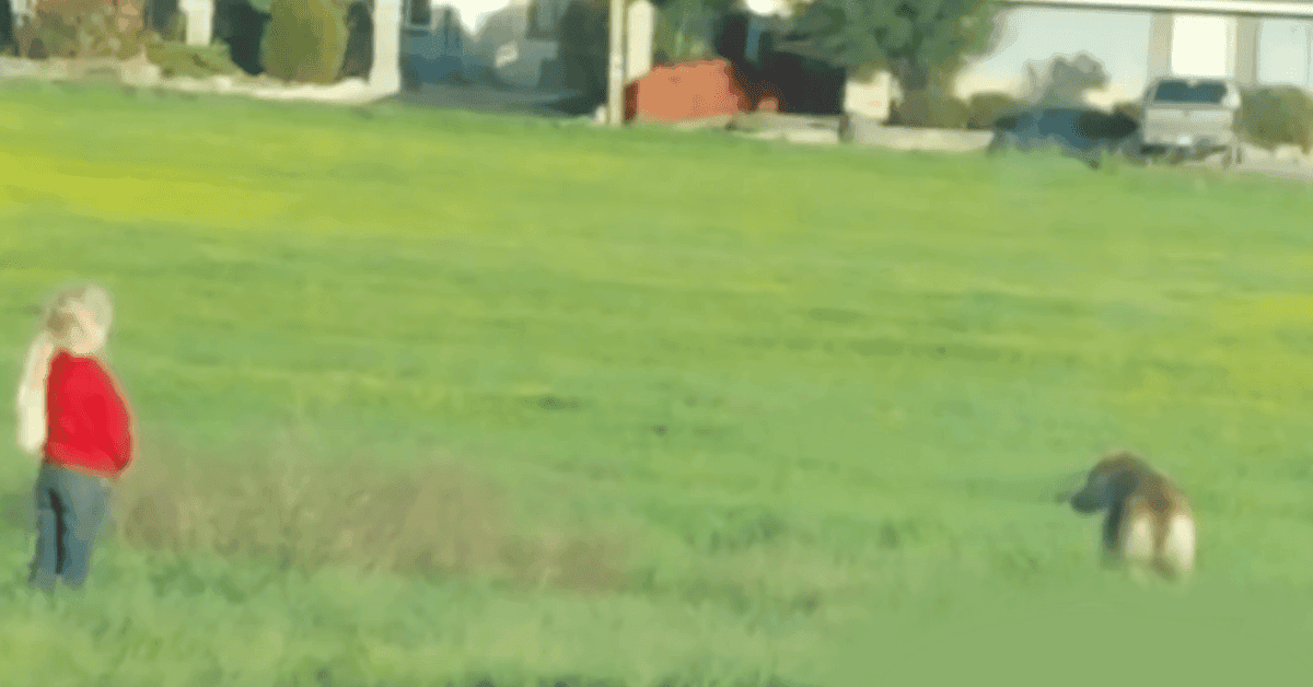 They do everything for 2 months to rescue escaped dog — Until 6-year-old asks if she can try