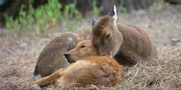 This 1 Minute Animal Video Will Put A Smile On Your Face Today! Must Watch.