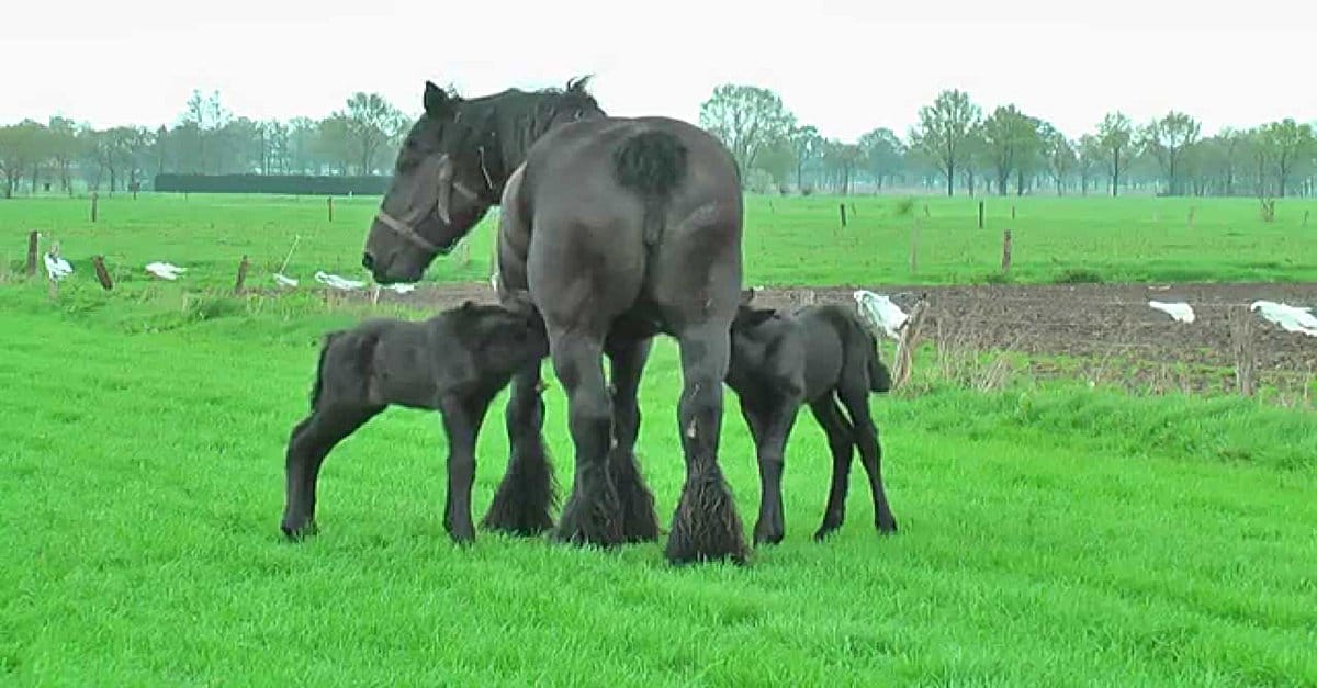 This Beautiful Belgian Draft Horse Gave Birth To Dainty Twin Foals.