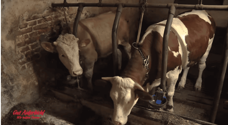 This Bull Spent His Entire Life In Chains, Now Watch How He Reacts Towards His Rescuer! I'M IN TEARS