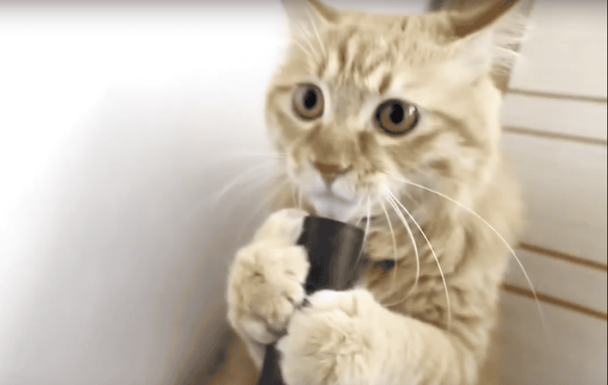 This Cat's Reaction To The Suction Power Of A Vaccum Cleaner Will Leave You In Splits! Adorable!