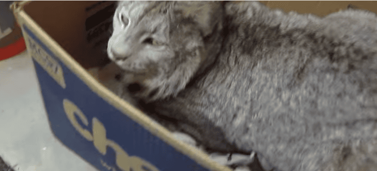 This Huge Lynx Was Taking A Nap, But What He Does When She Starts Petting Him