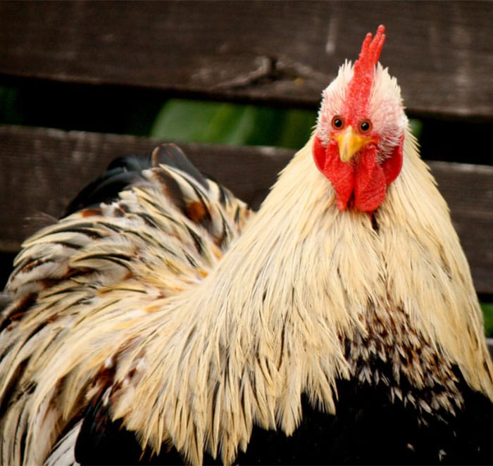 This Is What These 7 Animals Would Look Like If They Had Eyes In Front Of Their Head
