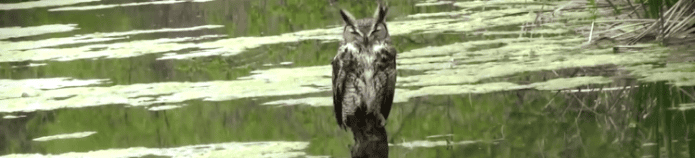 This Owl Is Trapped And Exhausted- But Watch The Unexpected Reaction When A Man Tries To Help