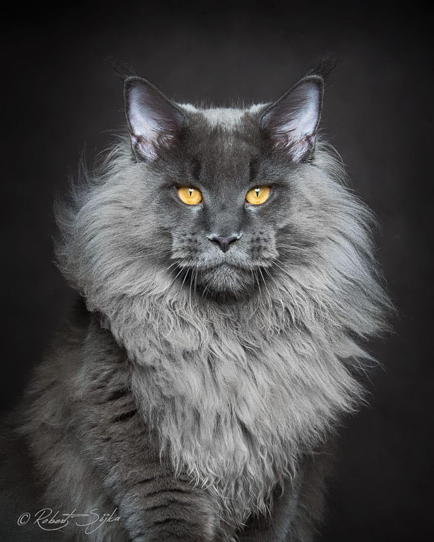 This Photographer Proved Why The Maine Coons Are So Mystic Through His Pictures
