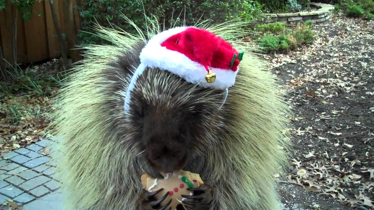 This Porcupine Loves Corn-On-A-Cob And He's Making It Quite Clear! In The Most Adorable Way!
