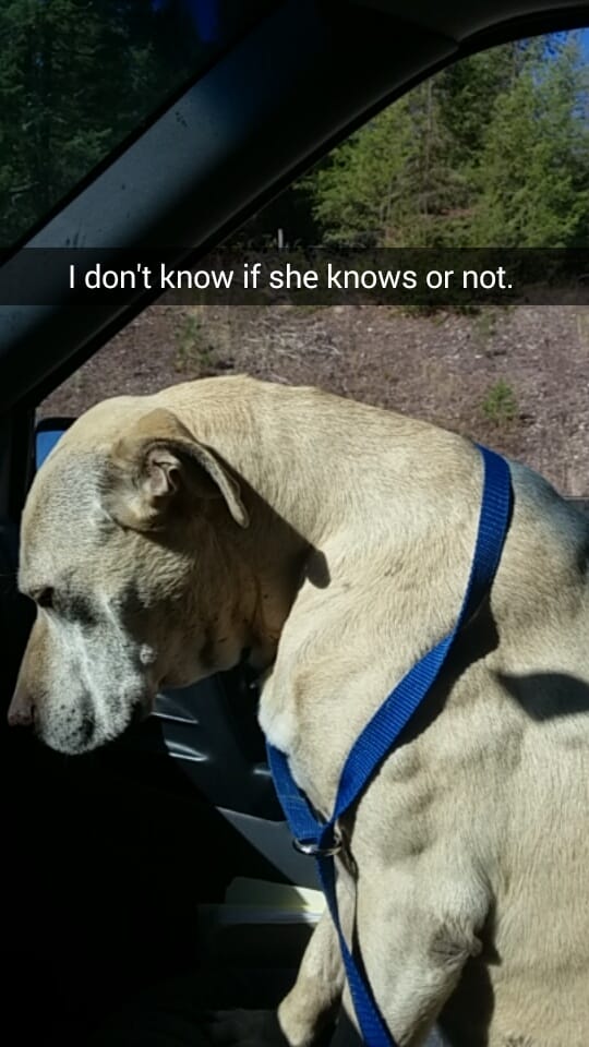 This Woman Snapchat Documented The Last Day Of Her Dog, You Will Be The One In Tears By The End Of This