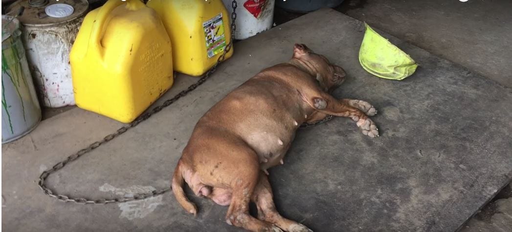 This dog's been chained to this wall for 8 years. Now watch as rescuers approach…