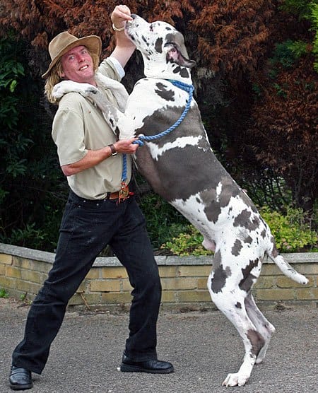 Top 10 Most Dangerous Dog Breeds In The World
