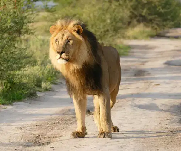 Two Lions Walked Up To An Injured Fox And What Happened Next Will Shock Everyone