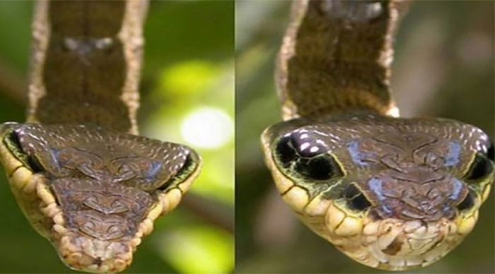 This Miracle Of Nature Which Looks Like A Snake Does Not Even Belong To The Reptile Family