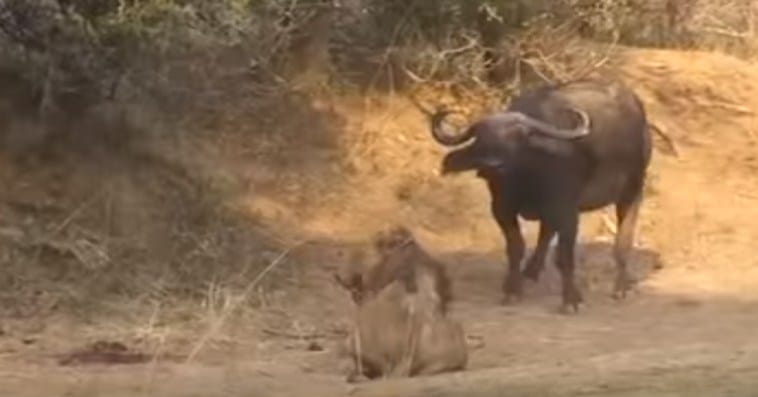 VIDEO: Buffalo Takes Revenge On Lion In INCREDIBLE Fight To Death